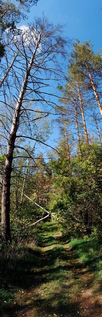 Скрипаї з panoramio.com - Скрипаї