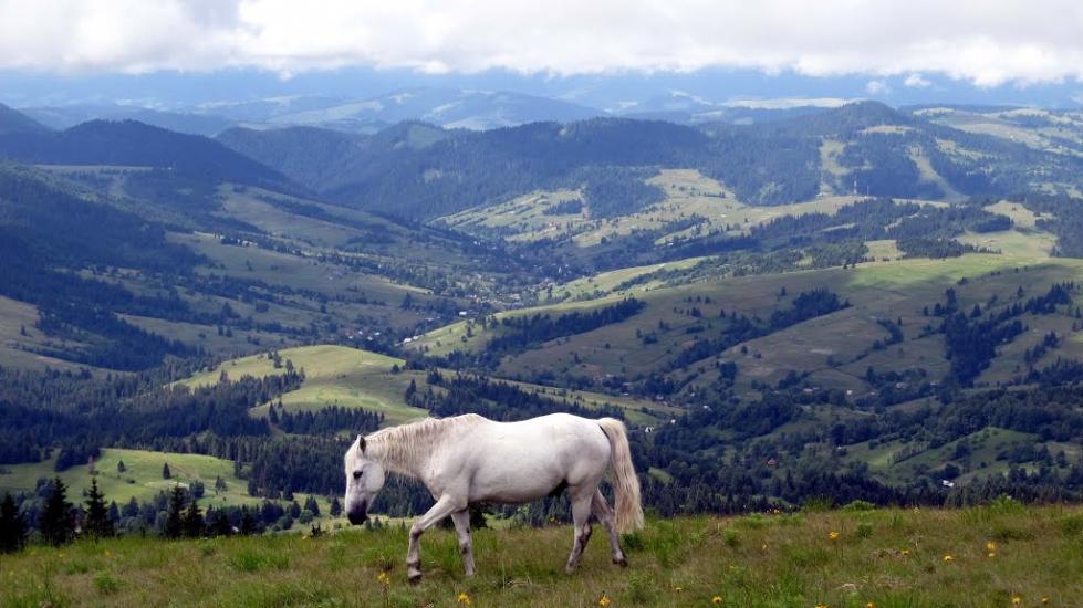 Завийка з panoramio.com - Завийка