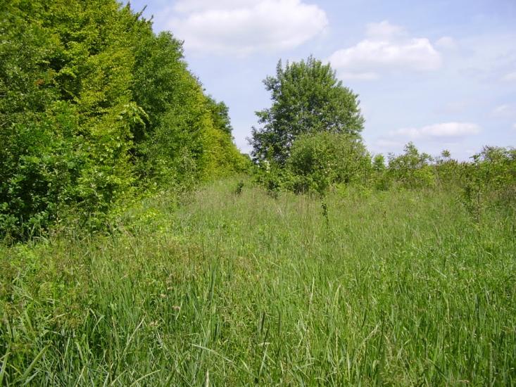 Коржівці з panoramio.com - Korzhivtsi