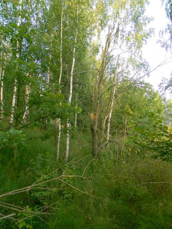 Городня з panoramio.com - Городня