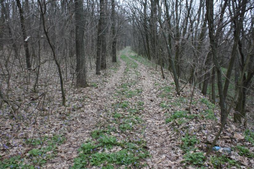 Лящівка з panoramio.com - Lyaschivka
