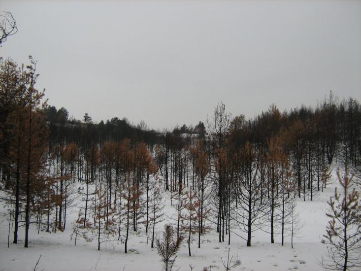 Крива Лука з panoramio.com - Кривая Лука