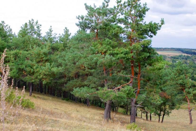 Осіївка з panoramio.com - Осиевка