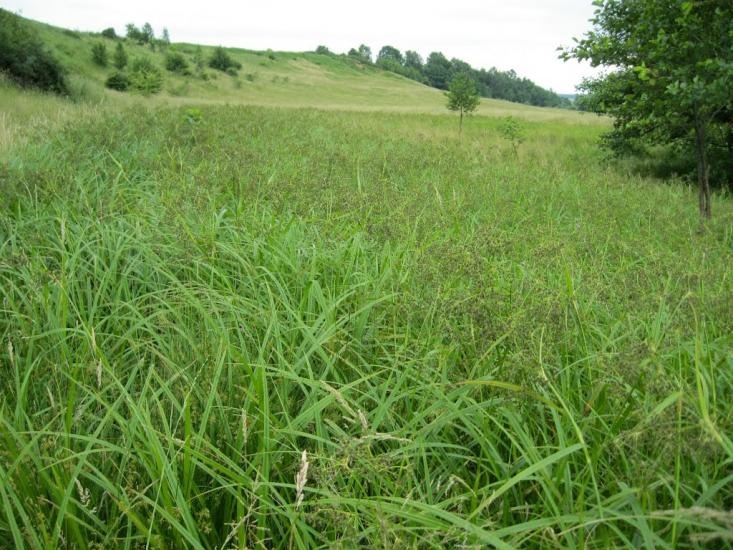 Золотковичі з panoramio.com - Золотковичі