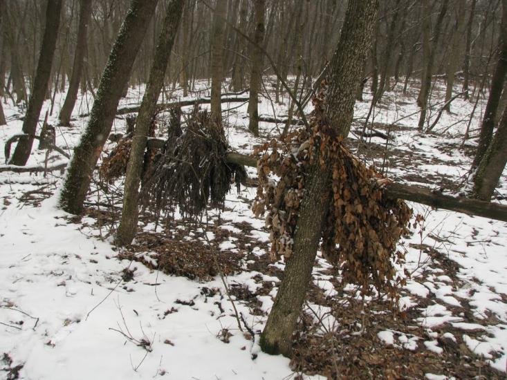 Підлісне з panoramio.com - Pidlisne