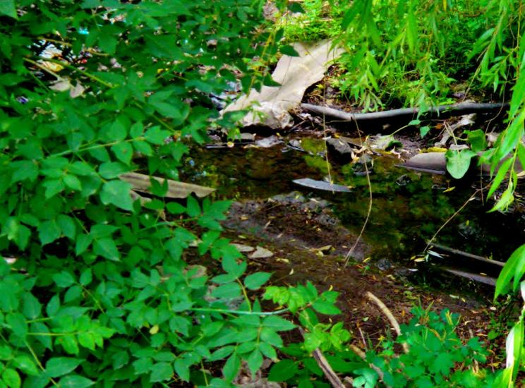 Звенигородка з panoramio.com - Звенигородка