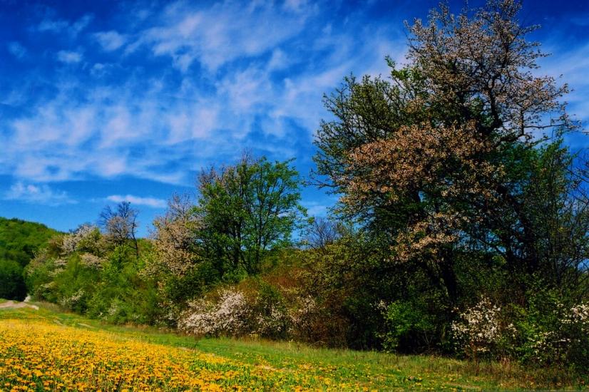 Черемошня з panoramio.com - Черемошня