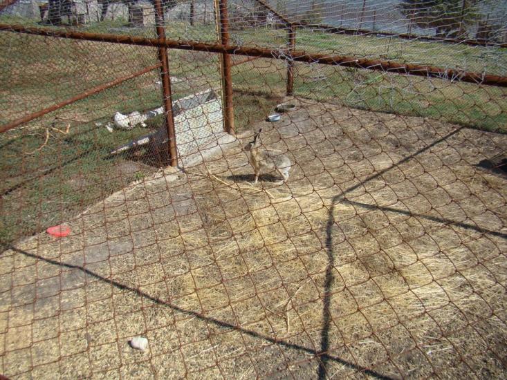 Геївка з panoramio.com - Geyivka