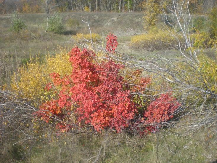 Великоолександрівка з panoramio.com - Великоолександрівка