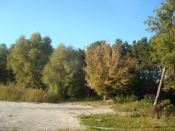 Підлиман з panoramio.com - Подлиман