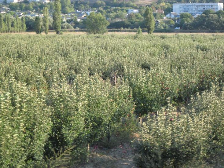 Холмівка з panoramio.com - Холмовка