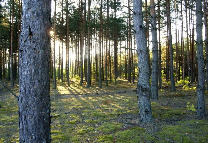 Лобна з panoramio.com - Лобна