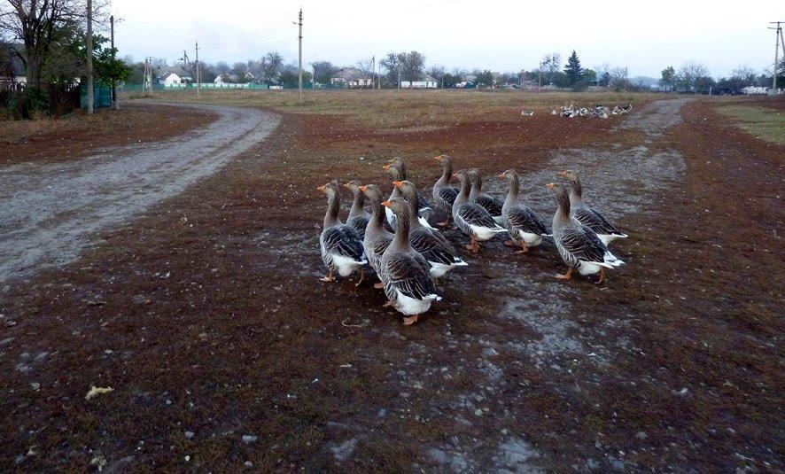 Фесюри з panoramio.com - Фесюри