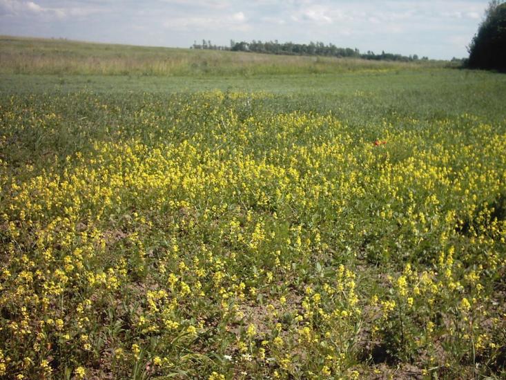 Любомль з panoramio.com - Любомль