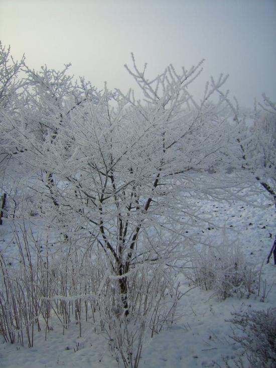 Несвоя з panoramio.com - Несвоя