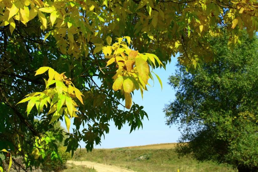 Тарасівка з panoramio.com - Тарасівка