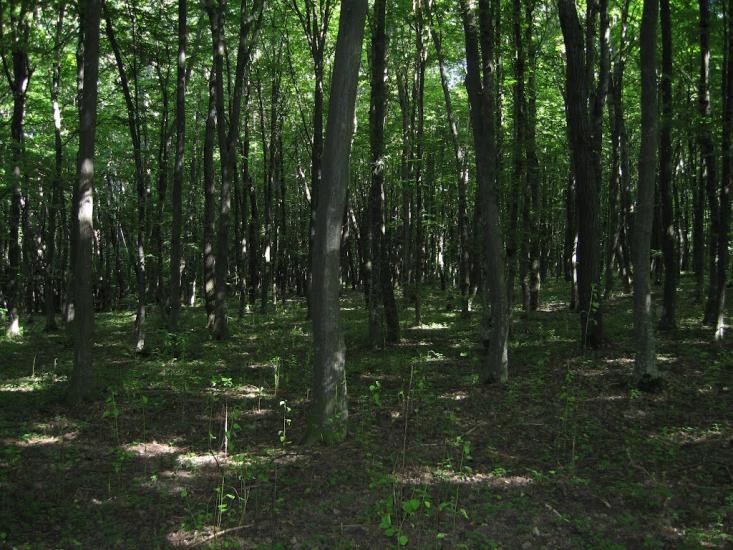 Радянське з panoramio.com - Радянське