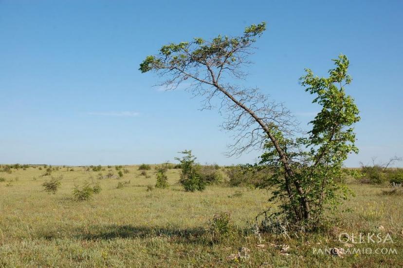 Рєпіне з panoramio.com - Репино