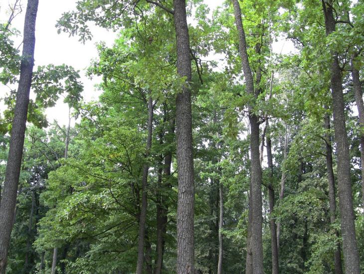 Михайленки з panoramio.com - Михайленки