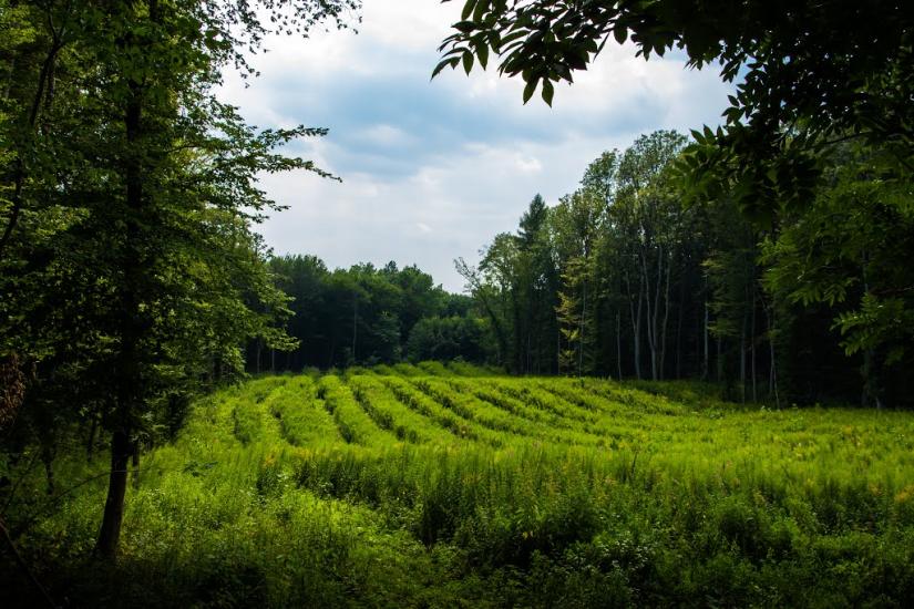 Борщівка з panoramio.com - Борщівка