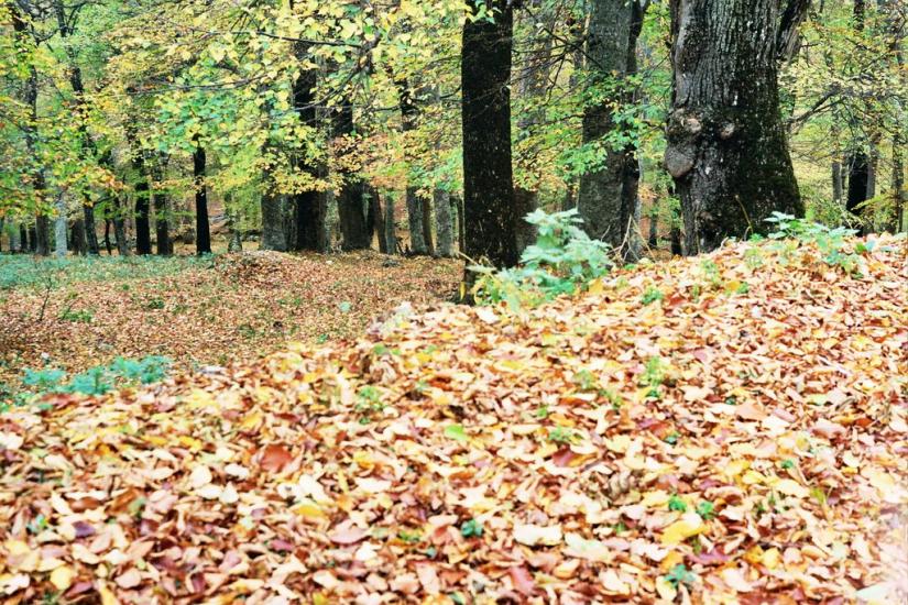 Підгородне з panoramio.com - Подгороднее