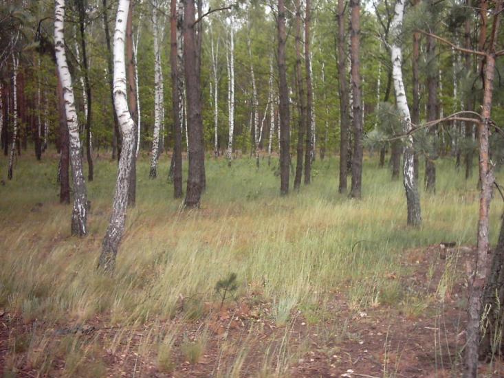 Коцюри з panoramio.com - Коцюри