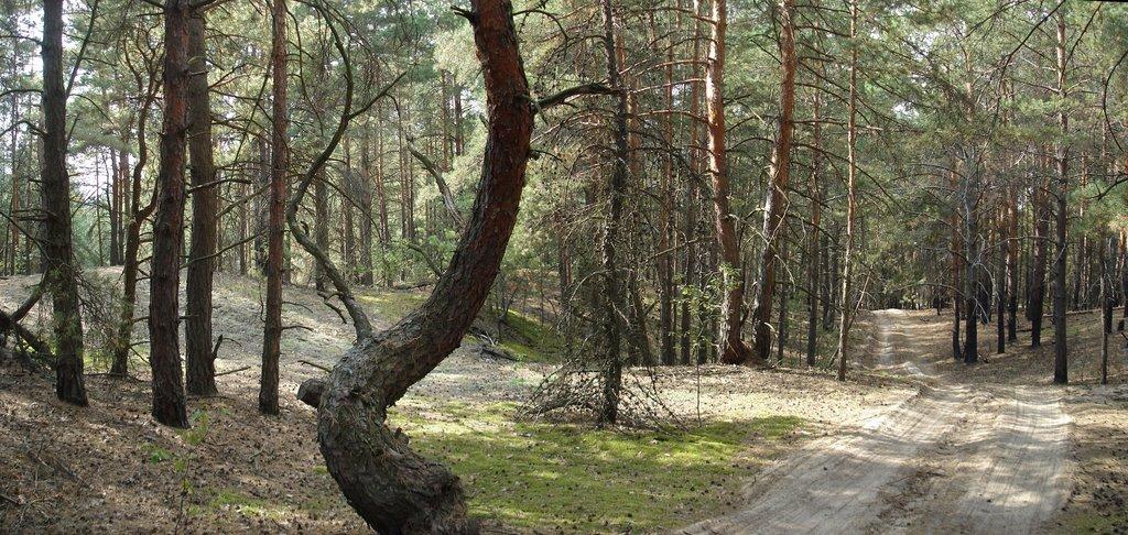 Лошакова Гута з panoramio.com - Лошакова Гута
