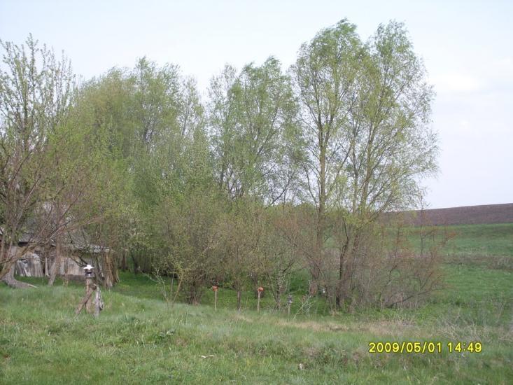 Макарівщина з panoramio.com - Макаровщина