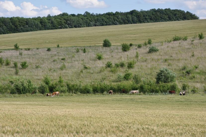 Шарапанівка з panoramio.com - Шарапанівка
