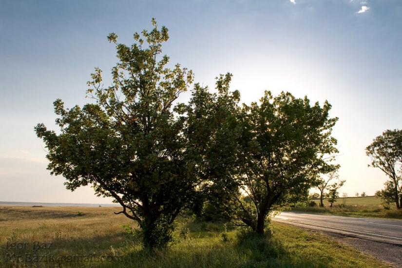 Родникове з panoramio.com - Родниковое