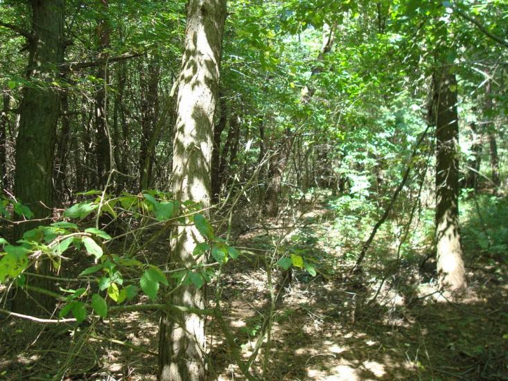 Журавець з panoramio.com - Журавець