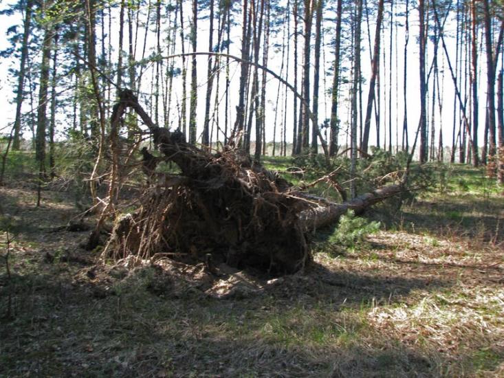 Кованьківка з panoramio.com - Kovankivka