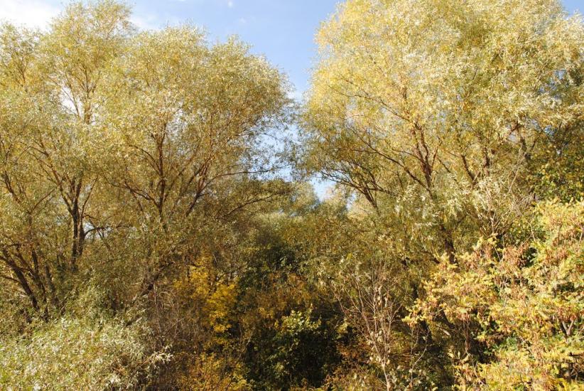 Лутугине з panoramio.com - Лутугино