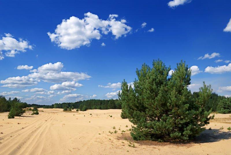 Підлісне з panoramio.com - Pidlisne