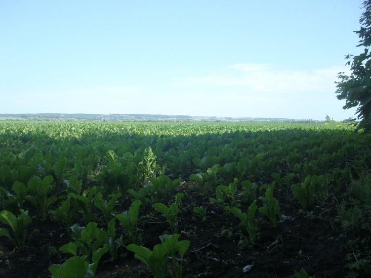 Малашівці з panoramio.com - Малашевцы