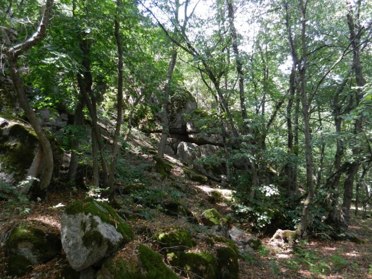 Куріпчине з panoramio.com - Kuripchyne