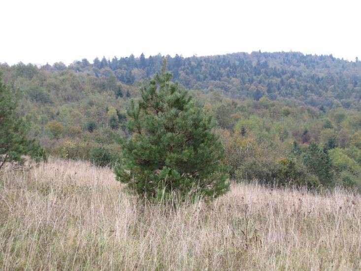 Опака з panoramio.com - Opaka