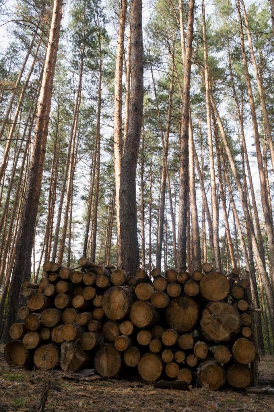 Підлісне з panoramio.com - Pidlisne