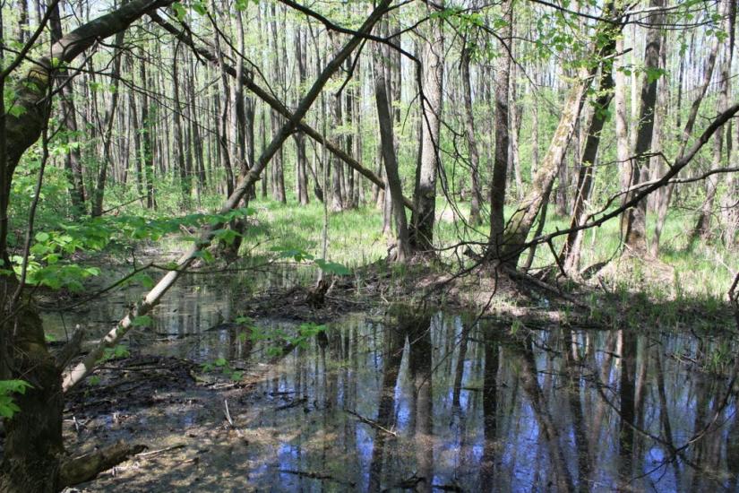 Велика Бурімка з panoramio.com - Великая Буромка