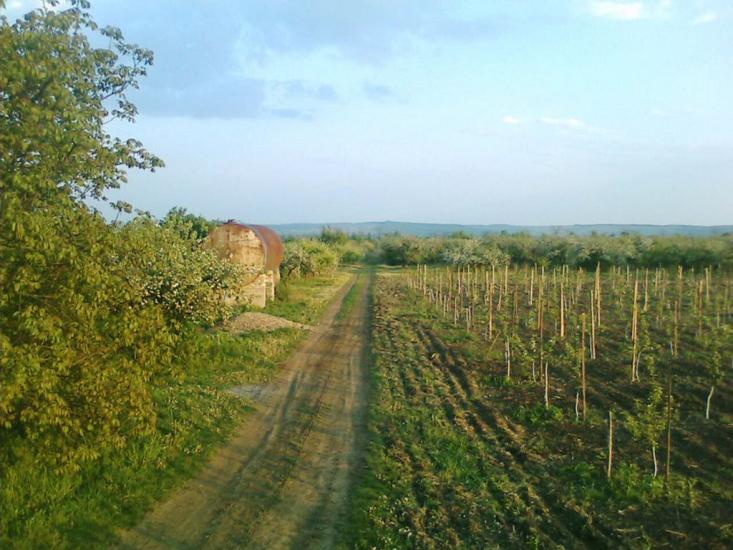 Ванчиківці з panoramio.com - Ванчиковцы