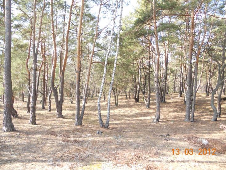 Турійськ з panoramio.com - Турийск
