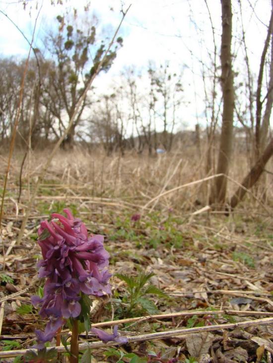 Грушківка з panoramio.com - Grushkivka