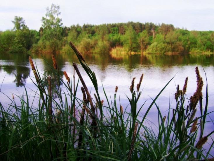 Пелюхівка з panoramio.com - Пелюхівка