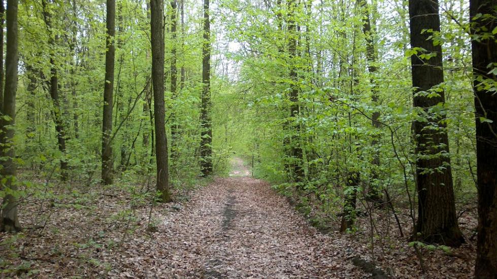 Заріччя з panoramio.com - Заріччя