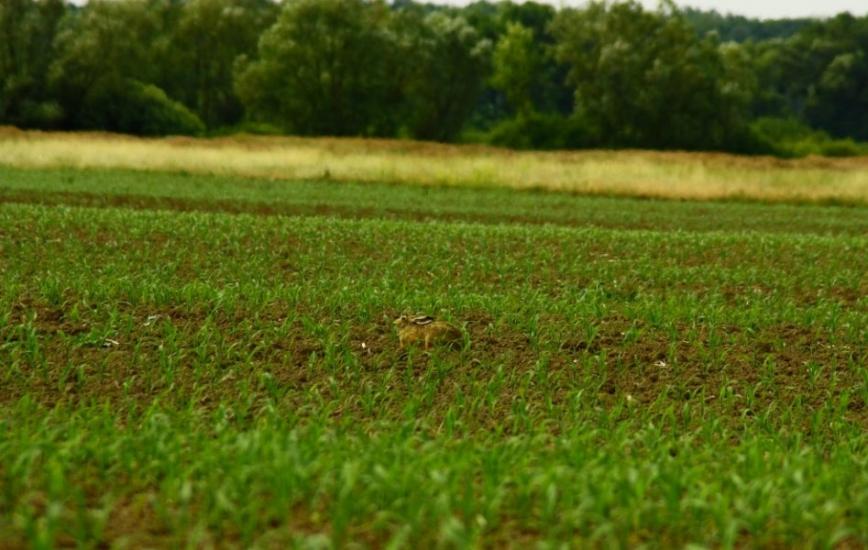Малі Селменці з panoramio.com - Малые Селлменцы