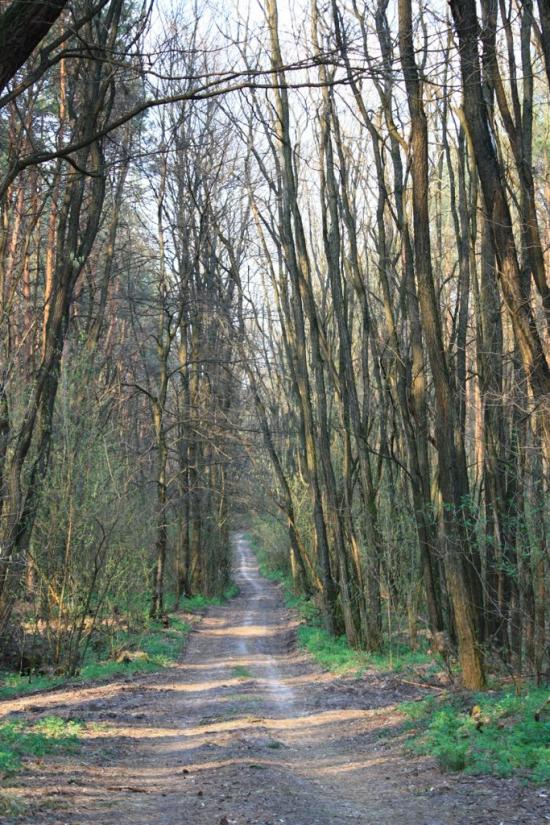 Княжичі з panoramio.com - Княжичи