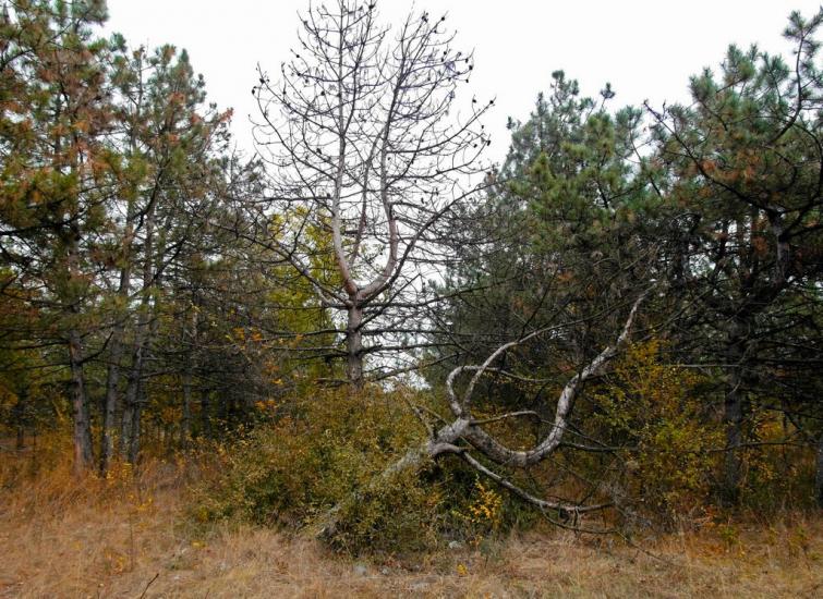 Суворовка з panoramio.com - Суворовка