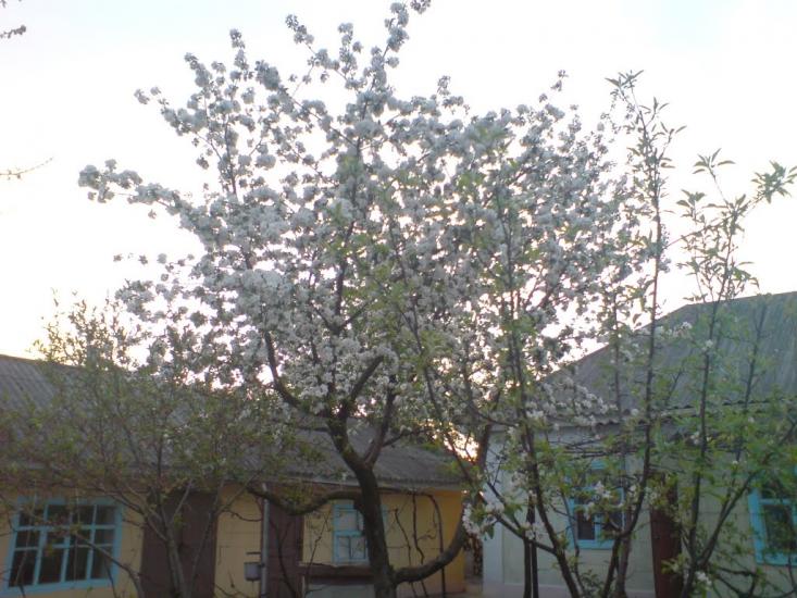 Саврань з panoramio.com - Саврань