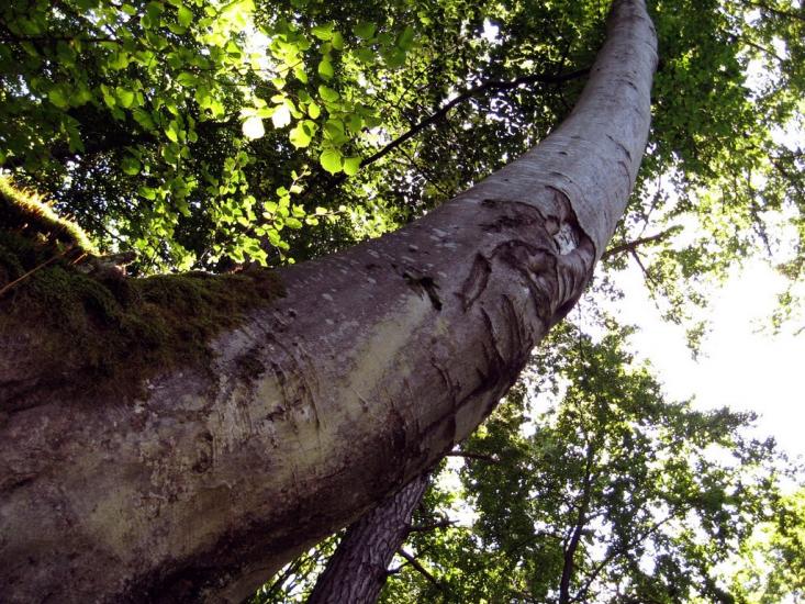 Страдч з panoramio.com - Страдч