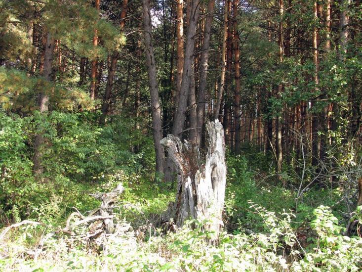 Пелюхівка з panoramio.com - Пелюхівка